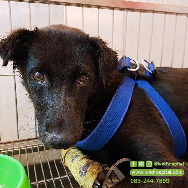 “จะรับมืออย่างไร เมื่อสัตว์ถูกงูกัด” “จะรับมืออย่างไร เมื่อสัตว์ถูกงูกัด”